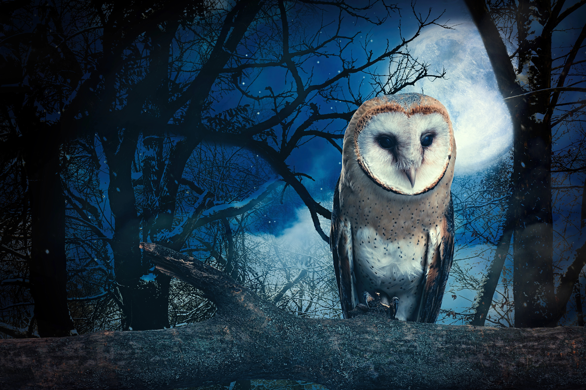 THE NATURE OF WISDOM